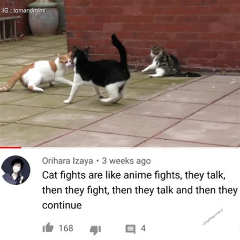 Cat Fights Be Violent Tho Rmemes