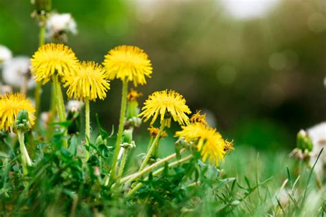 How To Get Rid Of Dandelions A Complete Guide Garden Unbound