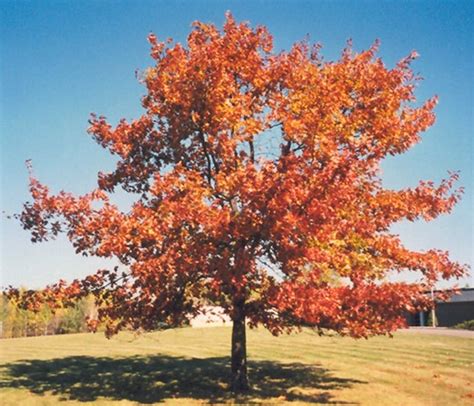 15 Common Oak Tree Diseases In Ohio Dengarden