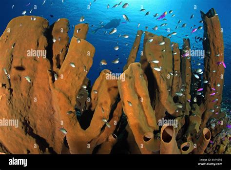 Tube Sponges In Coral Reef Porifera Walea Sulawesi Indonesia Stock