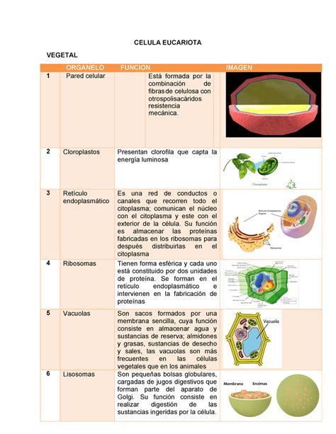 La Celula Sus Organelos Caracteristicas Y Funciones Bitacora De Images