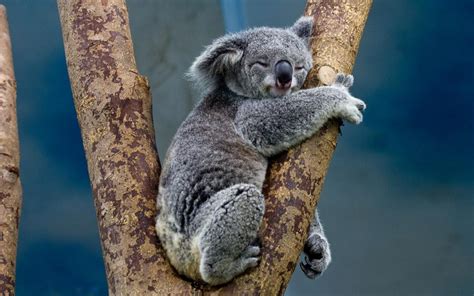Ong Australiana Anuncia Que Los Koalas Fueron Declarados Funcionalmente Extintos