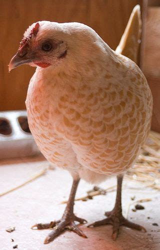 Buff Laced Sebright Bantam Chicken Breeds Bantam Chickens Chickens And Roosters Fowl