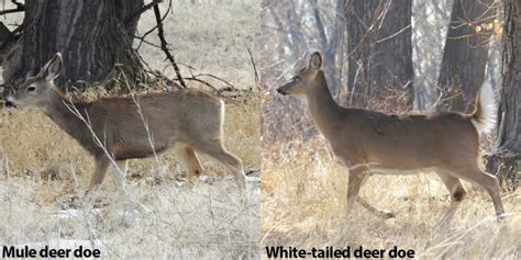 A Quick Guide To Differentiate Mule Deer From White Tailed Deer Colorado Outdoors Online