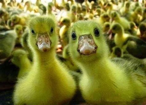Nature And Its Beauty Cutest And Funniest Baby Ducks Ever
