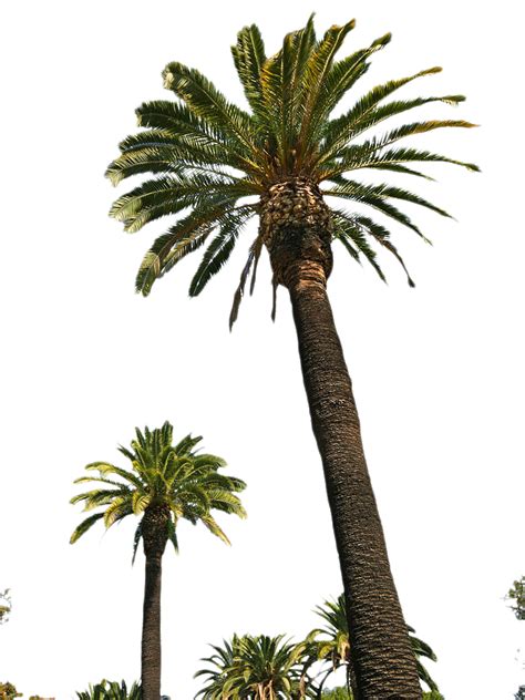 Palm Tree Png Transparent Images Png All