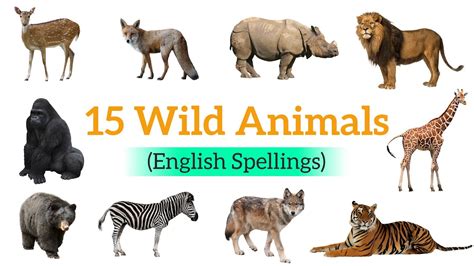 Wild Animals Name Learn 15 Wild Animals Name With Spellings Youtube