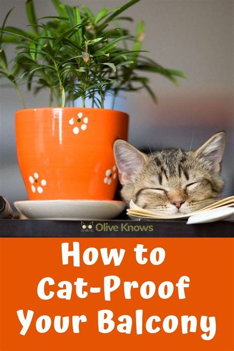 How To Cat Proof Your Balcony Catios Enclosures And More