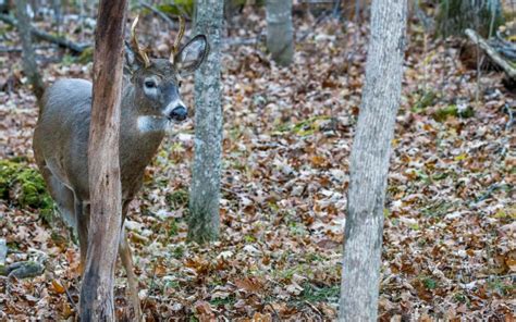 How To Find The Best Whitetail Deer Breeding Program In Texas Tecate