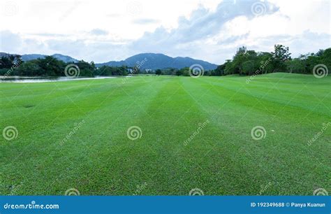 Beautiful Green Grass Field Of Golf Course Stock Photo Image Of