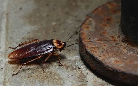 How You Can Avoid Cockroaches In Your Home Cockroach Tips And Prevention