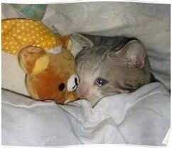 Crying Cat With Teddy Bear Blank Template Imgflip