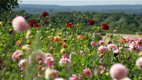 International day of families saturday 15th may. Cut flower farm in Surrey - Plantpassion - YouTube
