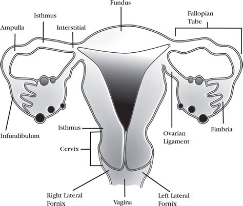 Obstetrical And Gynecologic Sonography And Transvaginal Sonography Lange Review