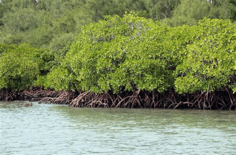 Learn All About The Ecosystem On Crystal Charters Mangrove Eco Tour
