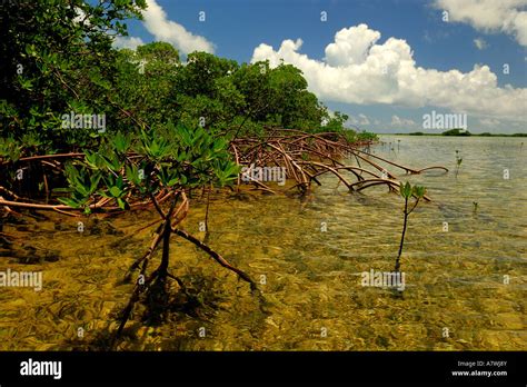 Red Mangrove Rhizophora Stylosa Bimini Atlantic Ocean Stock Photo Alamy