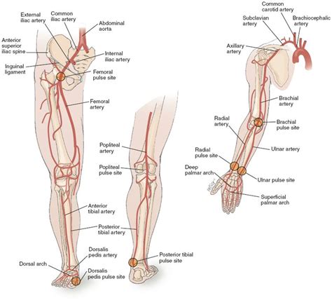 Quickly memorize the terms, phrases and much more. Major Arteries in legs arms | Anatomía humana, Anatomía y ...