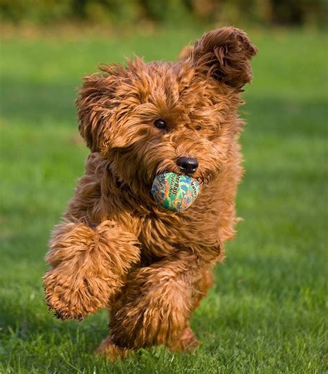 Find golden doodle in dogs & puppies for rehoming | 🐶 find dogs and puppies locally for sale or adoption in ontario : Australian Labradoodle Photos | Clancy Aussie Doodles