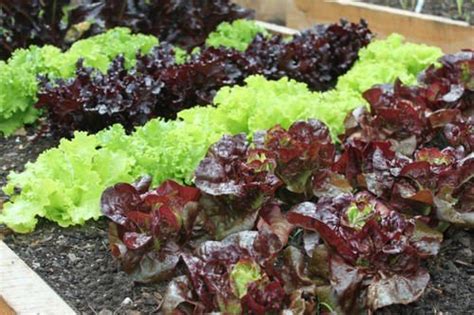 15 Easy Diy Salad Bowl Garden Ideas Balcony Garden Web