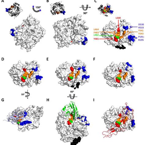 Structures Of Paramyxovirus Attachement Protein Heads And Modes Of