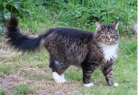 A Norwegian Forest Cat In The Uk—the Breed Overview