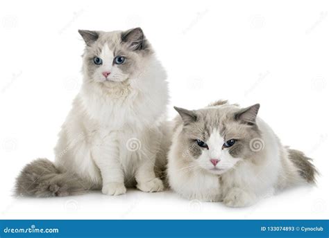Ragdoll Cats In Studio Stock Image Image Of White Birman 133074893