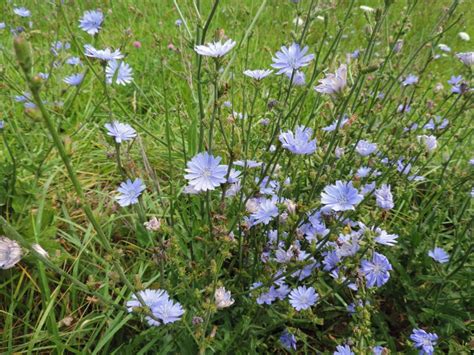 Chicory Queen Of The Roadside Oakland County Blog