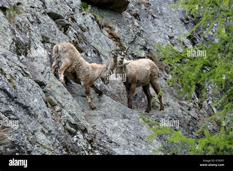 Capricorn Ibex Mountain Nanny Goat Cloven Hoofed Animal Horns