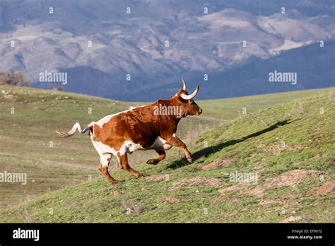 Bull Running Hi Res Stock Photography And Images Alamy