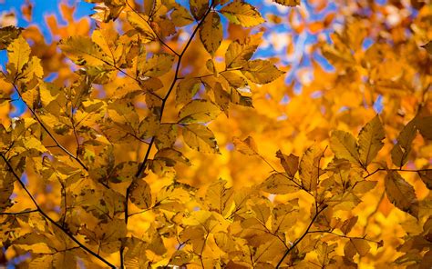 Download Wallpaper 3840x2400 Branch Leaves Autumn Yellow Dry 4k