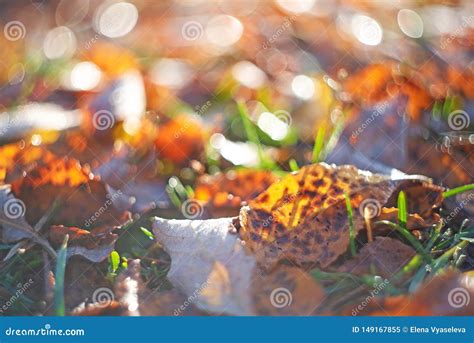 Autumn Leaves With Blurred Trees Fall Blurry Background Stock Image