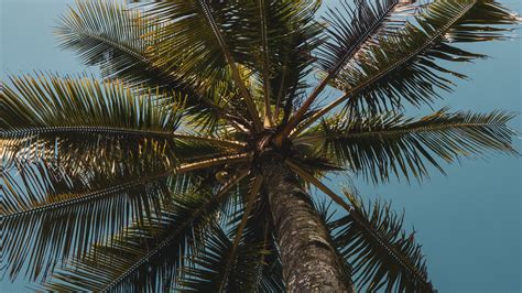 Download Wallpaper 2560x1440 Palms Branches Bottom View Trees Sky