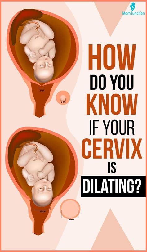 Cervix Dilation Is The Opening Of The Cervix The Neck Of The Uterus