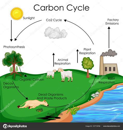 Carta Educativa De Biología Para El Diagrama Del Ciclo Del Carbono