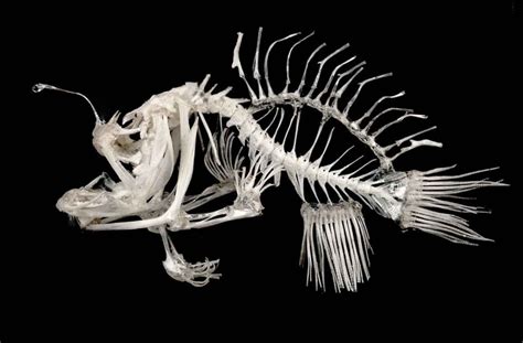 Amazing Bare Bones Fish Art Animal Skeletons Animal Skulls Skeleton Art