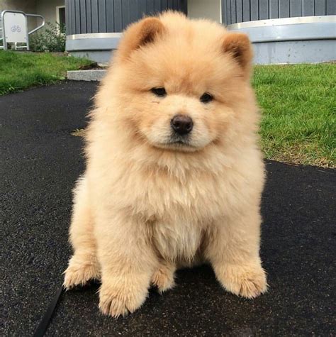 Chow Chow 🐾 Cute Animals Puppies Chow Chow Puppy Baby Animals Funny