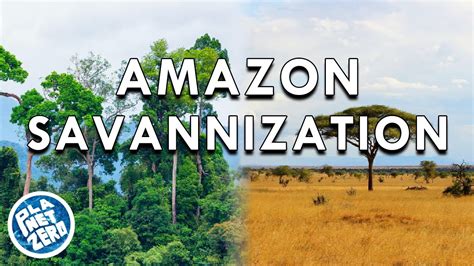 Could The Amazon Rainforest Become A Savannah Youtube
