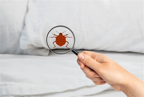 How To Get Rid Of Bed Bugs Safely And Effectively Bob Vila