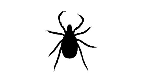 Tick Insect Png Images Transparent Background Png Play