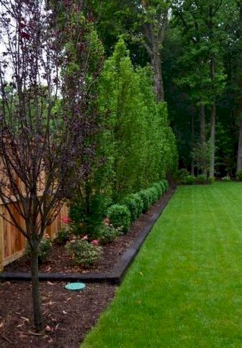 11 Sample Privacy Trees For Backyard For Small Room Home Decorating Ideas