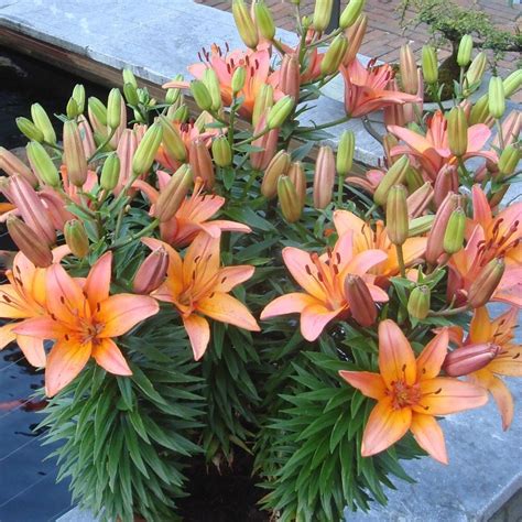Buy Asiatic Lily Bulb Lilium Forever Marjolein Delivery By Waitrose