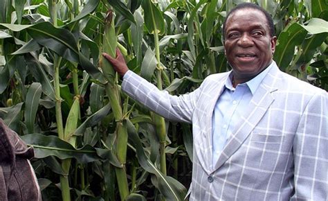 zimbabwe exiled white farmers urged to return home as agriculture struggles