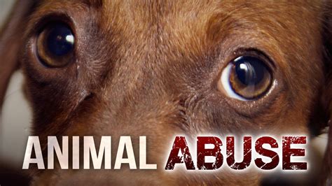 Top 116 Animal Abuse Bill