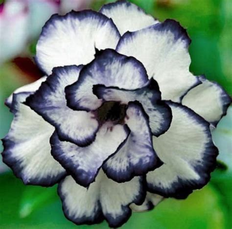 4 Black White Desert Rose Seeds Adenium Obesum Flower Etsy