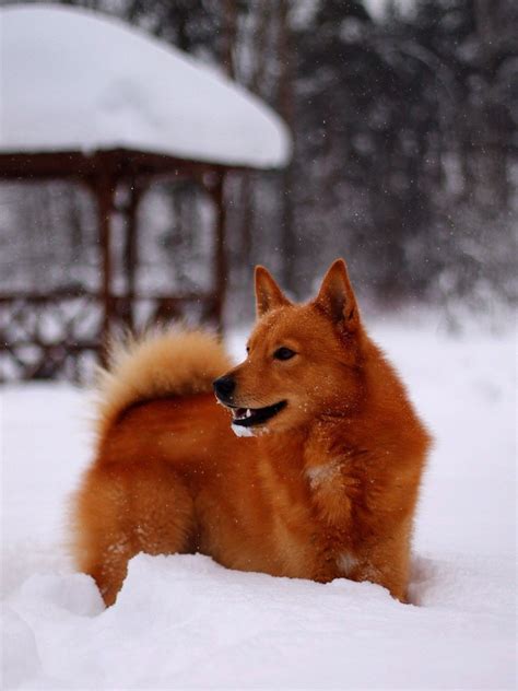 Рыжая собака зима Карельская лайка финский шпиц зима эстетика