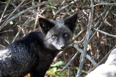 Silver Fox Facts Animals Of North America Worldatlas