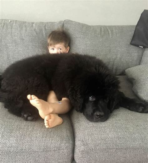 18 Funny Photos That Show Just How Enormous Newfoundland Dogs Can Be