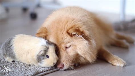 Dog And Guinea Pig Are Unlikely Best Friends Youtube