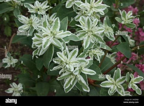 Snow On The Mountain Euphorbia Marginata In Garden Stock Photo Alamy