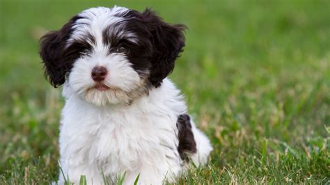 Havanese Growth And Weight Chart Everything You Need To Know Pawlicy